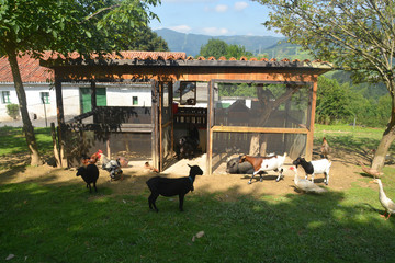 granja de animales