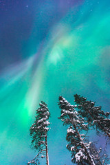 Beautiful picture of massive multicoloured green vibrant Aurora Borealis, Aurora Polaris, also know as Northern Lights in the night sky over winter Lapland, Norway, Scandinavia   © tsuguliev