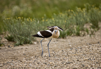 Avocet Warning on Road