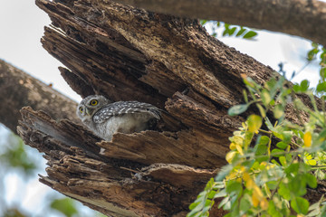 Spotted owlet - Owl