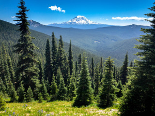 Fototapeta premium Mt. Adams seen from Pacific Crest Trail