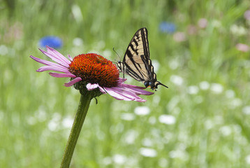 Butterfly on Coneflower