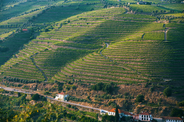 Top view of the vineyards are on a hills. Douro Valley, Portugal.