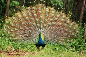 Obraz premium Peacock