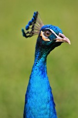 Fototapeta premium Peacock