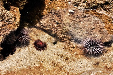 Sea Urchins