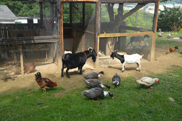 animales de granja