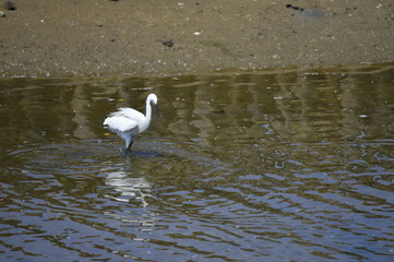 egrets