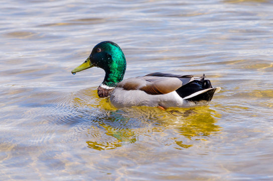 Birds and animals in wildlife. Amazing mallard duck swims in lake or river with blue water under sunlight landscape. Closeup perspective of funny duck.