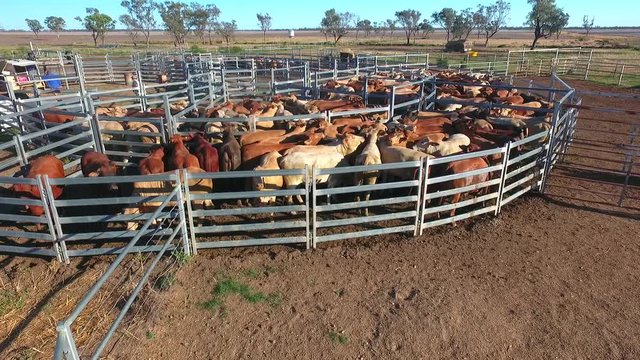  Outback Cattle Mustering featuring herd of cows, bulls and Heffer (heffa), complete with sheep dogs and cowboy farmers in cattle yards.