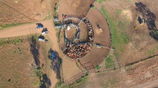  Outback Cattle Mustering featuring herd of cows, bulls and Heffer (heffa), complete with sheep dogs and cowboy farmers in cattle yards.