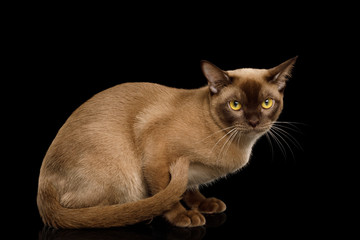 Chocolate Burmese Cat Sitting and Looks cute isolated on black background