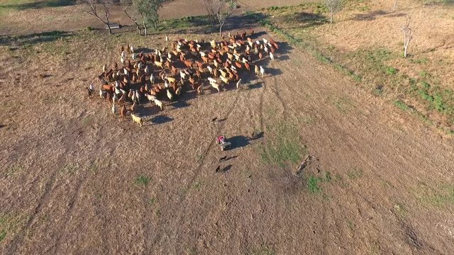 Aerial helicopter or drone view of Outback Cattle Mustering Featuring herd of cows, bulls and Heffer (heffa), complete with sheep dogs and cowboy farmers.