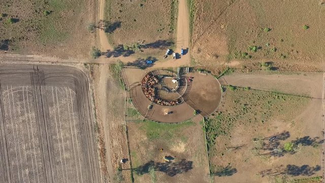  Outback Cattle Mustering featuring herd of cows, bulls and Heffer (heffa), complete with sheep dogs and cowboy farmers in cattle yards.