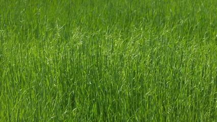 草原のテクスチャ