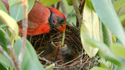 Male cardinal feeding worn to babies in nest