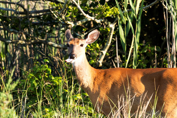 Deer sticking its tongue out