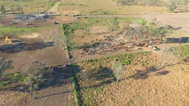 Aerial helicopter or drone view of Outback Cattle Mustering Featuring herd of cows, bulls and Heffer (heffa), complete with sheep dogs and cowboy farmers.