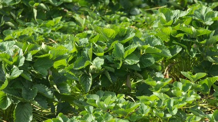 野菜畑　イチゴ