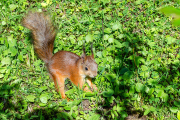 close up of red squirrel standing between moss looking in the lens