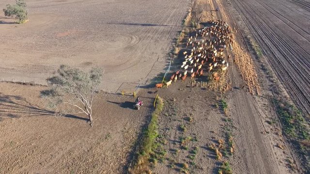 Aerial helicopter or drone view of Outback Cattle Mustering Featuring herd of cows, bulls and Heffer (heffa), complete with sheep dogs and cowboy farmers.
