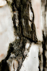Natural Tree Bark