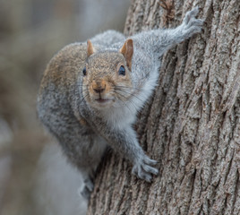 Obraz premium Squirrel