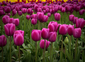 Purple Tulips