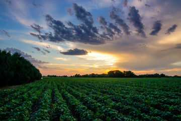 Sunset over a bean field