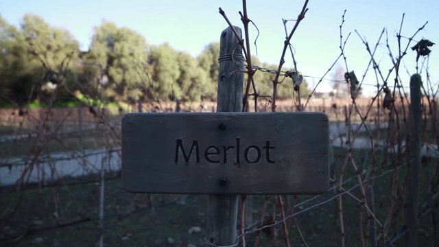 Merlot sign on vineyard
