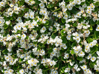 white flower background