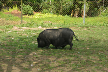 cerdo pastando