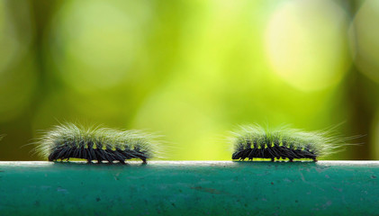 Macro furry caterpillar walking on steel bar and green blur background