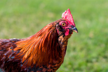 A rooster is enjoying a sunny weather