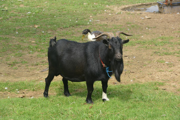 Fototapeta premium carnero de pelaje negro