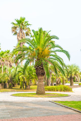 Fototapeta na wymiar beautiful palm in garden