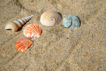 colorful sea shells and snail on sand in the beach