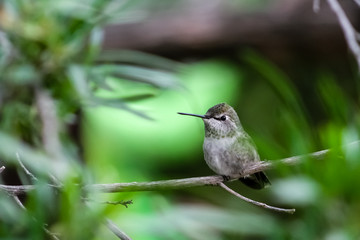 Hummingbird perched on a branch