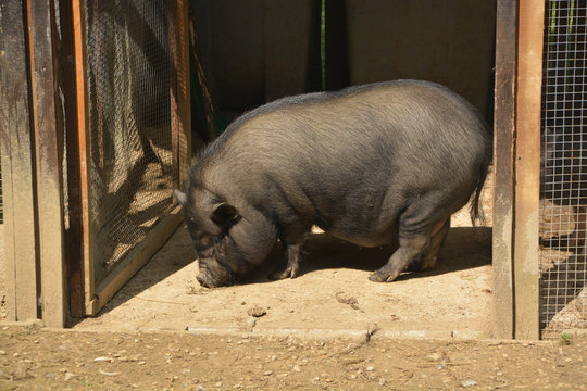 cerdo en una pocilga