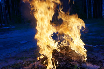 Bright flame of fire from birch bark and firewood in the evening forest