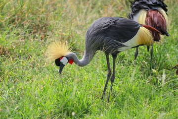 Birds of Serengeti