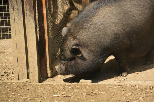 cerdo vietnamita