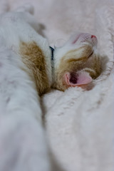 Cat sleeping on bed with head up