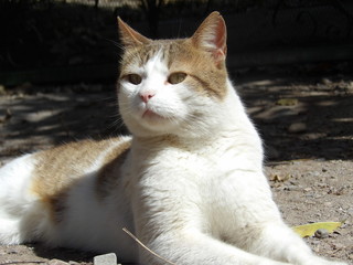 KODAK Digital Still Camera