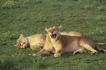 Lions of Serengeti