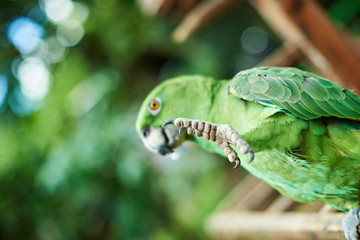Leg of green parrot