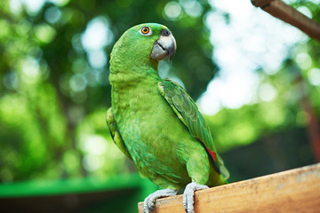 Green parrot sitting on branch © PixieMe