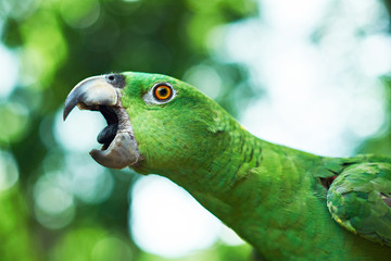 Parrot trying to bite