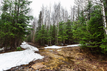 Spring landscape of fir trees forest in Russian national park Taganay.