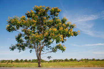 Fototapeta na wymiar yellow flamboyant tree
